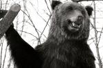 U parku u U?i?koj 15: razgledanje trofeja medveda ulovljenog u Sloveniji
