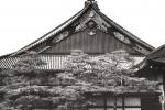 Poseta Japanu: u zamku Nid?o, razgledanje zamka, upisivanje u knjigu utisaka, tradicionalno poslu?enja ?aja uz nacionalnu muziku