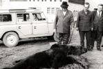 Razgledanje ustreljenog medveda u Koprivnici